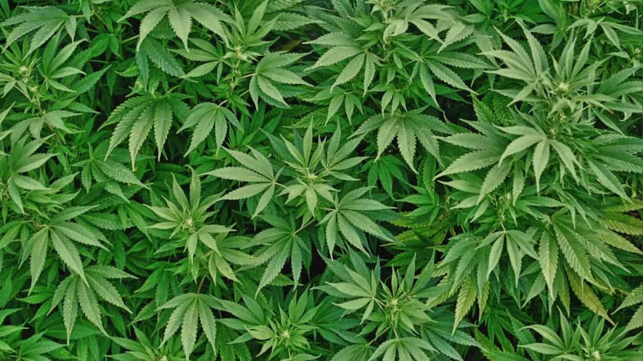 Tutti gli effetti della cannabis legale - JustBob