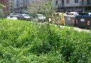 Alessandria #davverovostra: dopo meno di un mese il “Giardino degli ulivi” è già abbandonato e soffocato dalle erbacce
